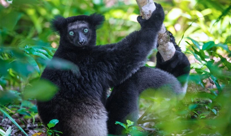 Andasibe-Mantadia Nationalpark